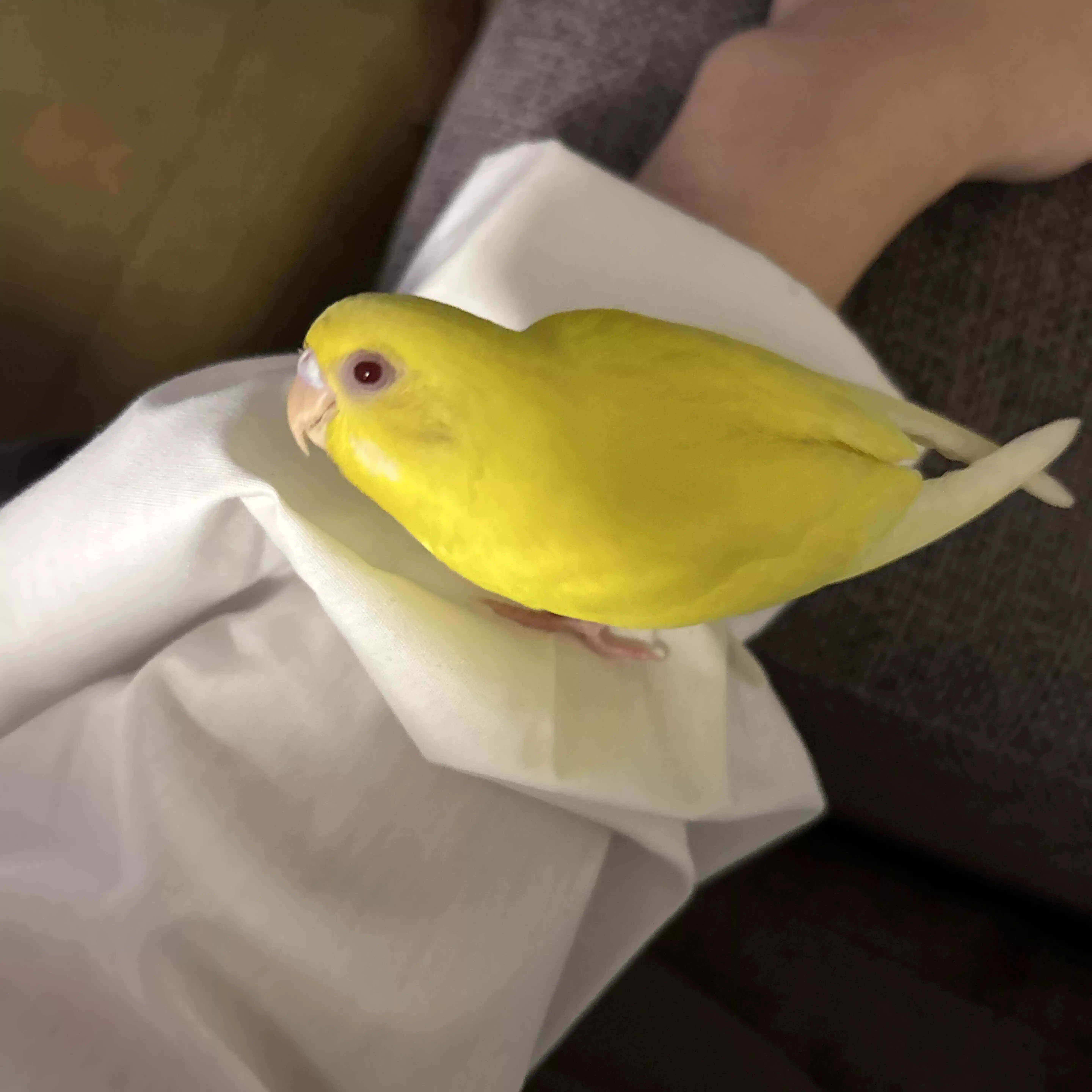 人間