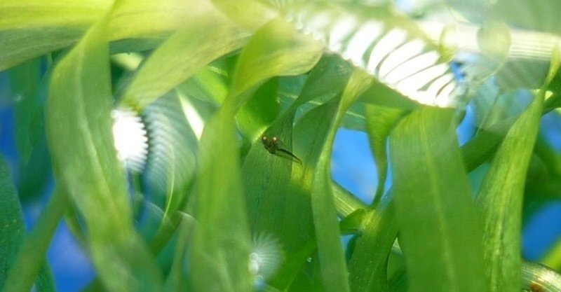 金魚の稚魚が２匹 孵化しました 水島 芹馭 みずしま きんぎょ Note