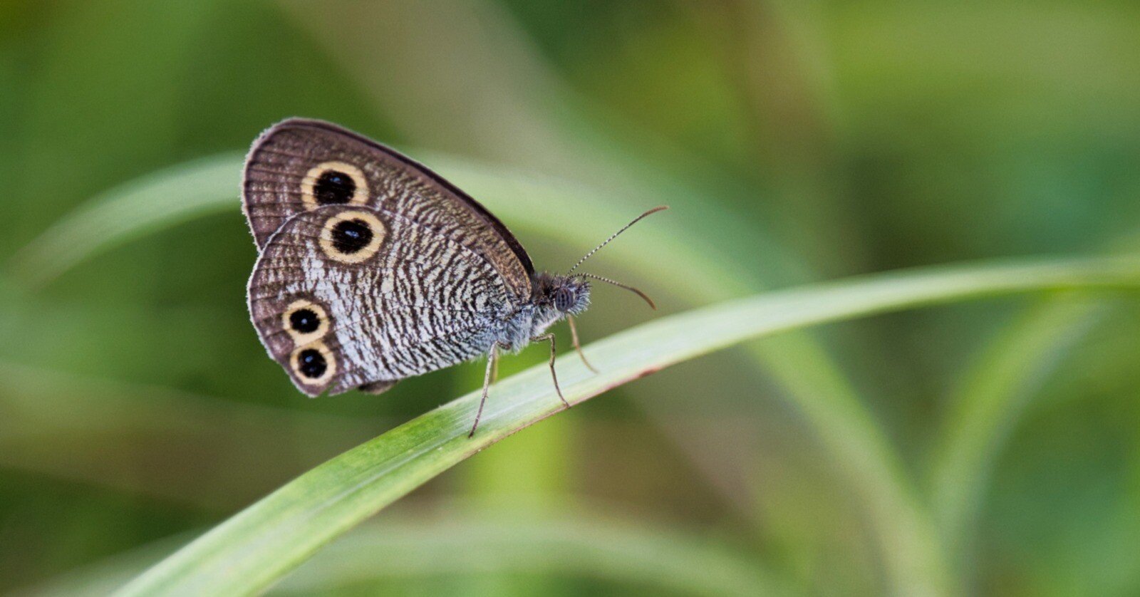 蝶-232】ウラナミジャノメ｜Makoqujila_note