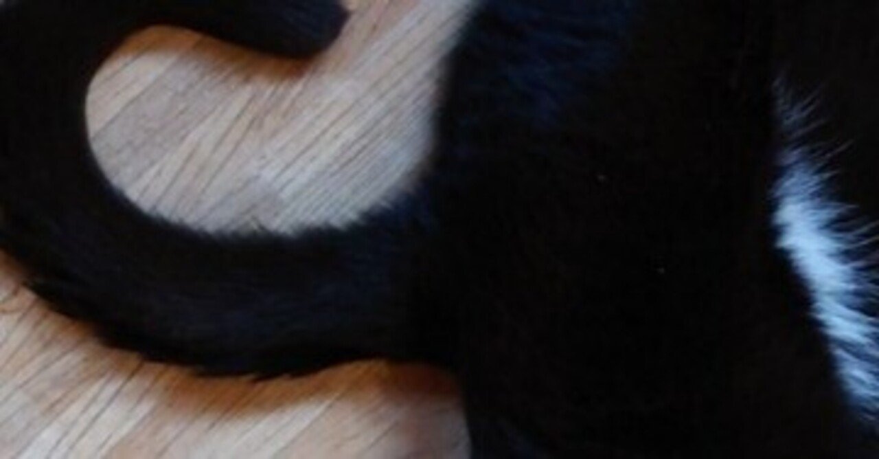 ねこのしっぽ｜たかさば