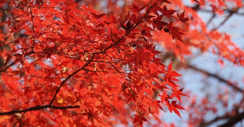 イロハモミジの紅葉｜こんとん