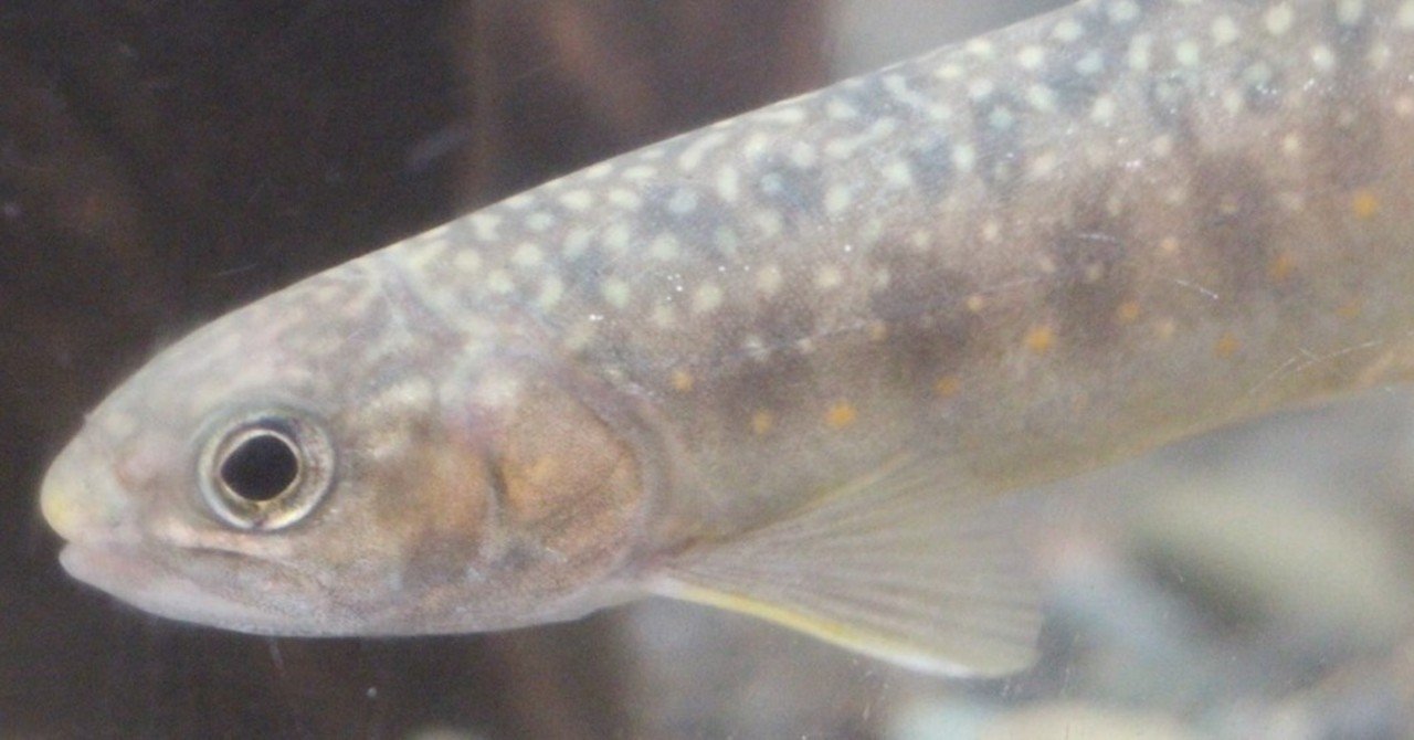 5 森の宝石 オショロコマ みのり Note 5 森の宝石 オショロコマ みのり Note