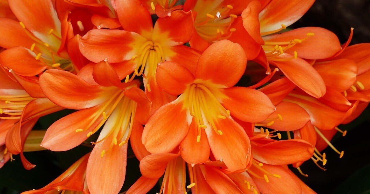 君子蘭」の人気タグ記事一覧｜note ――つくる、つながる、とどける。