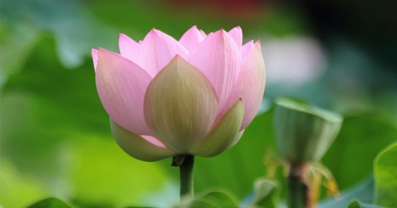 Where is Happiness? Why You Should Try Buddha's 'Introspection' Instead ...