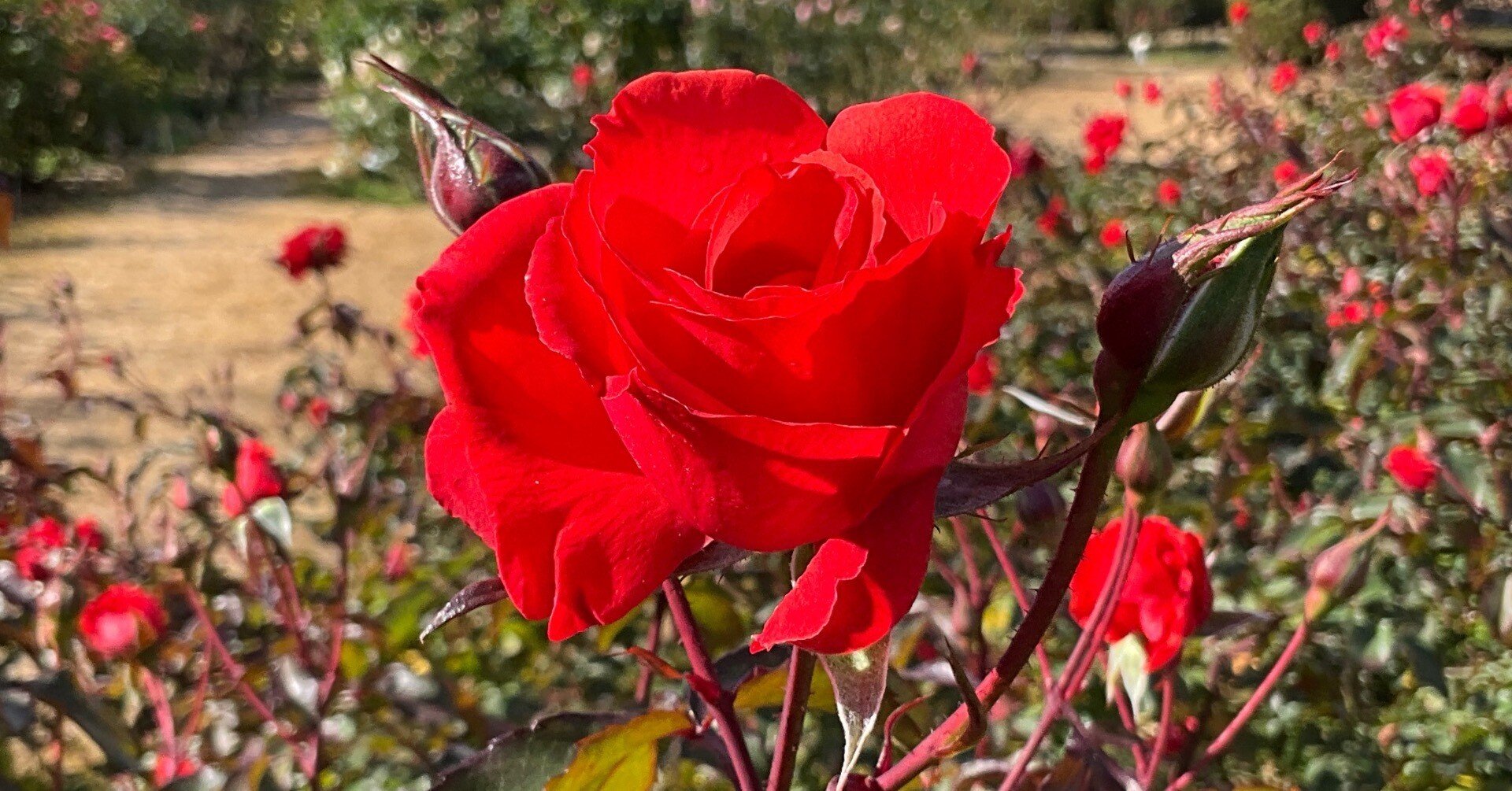 花園 HOナロー 西大寺ハボ塗装済み 西大寺 | 鉄道模型趣味の備忘録 花園 HO