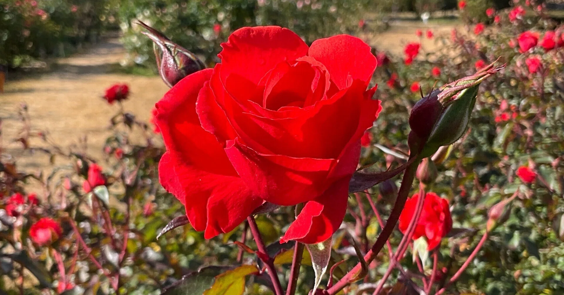 12月20日の花房など（京都府立植物園ばら園）：2025年12月21日（日