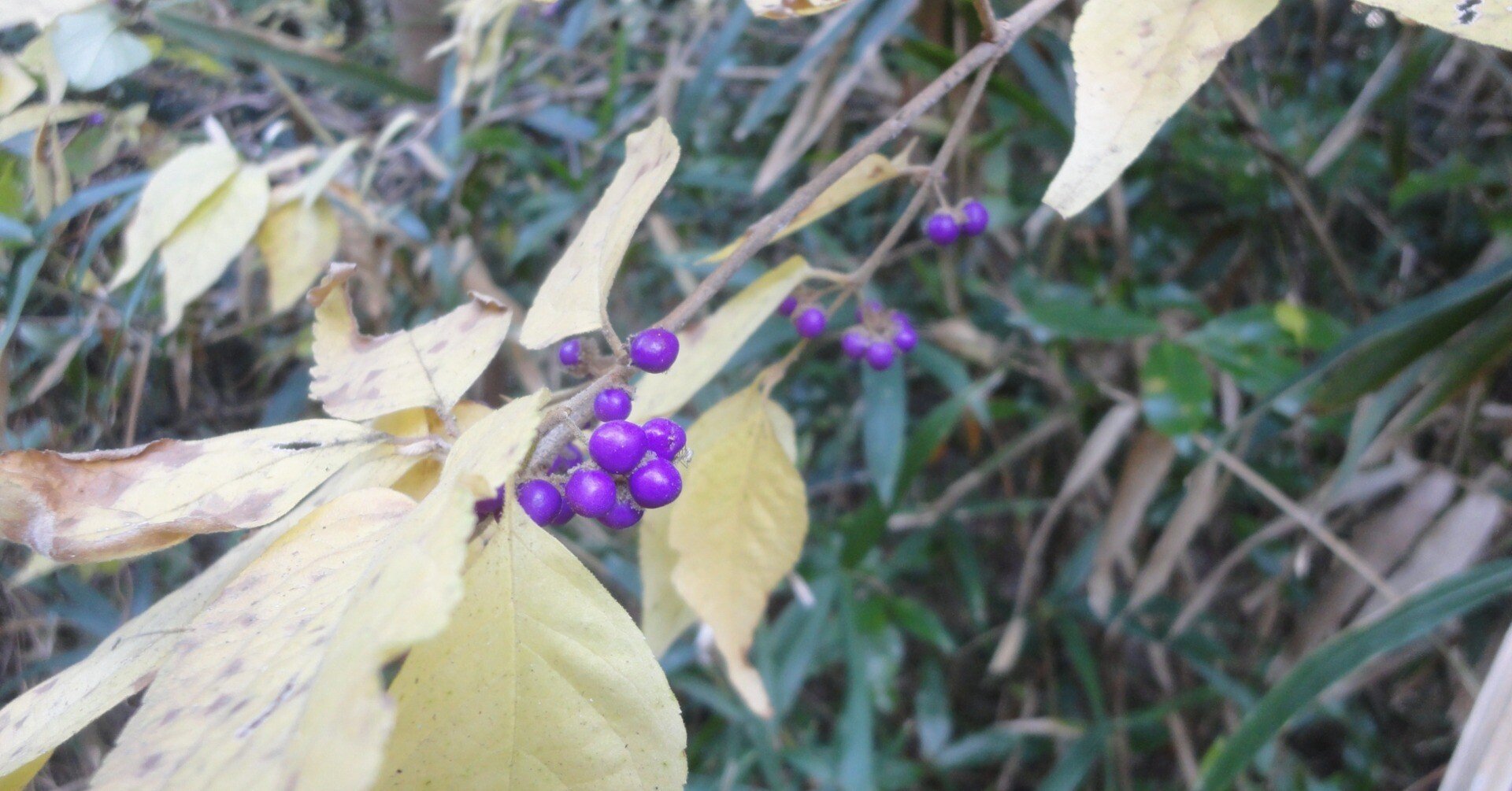 ヤブムラサキの実に出会います｜東近江トレイル探訪、繖山・箕作山