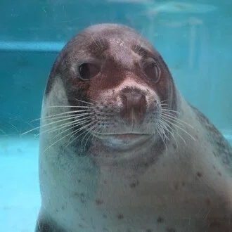 水族館・動物園での撮影活動に使うレンズを新調した話｜山ネズミ