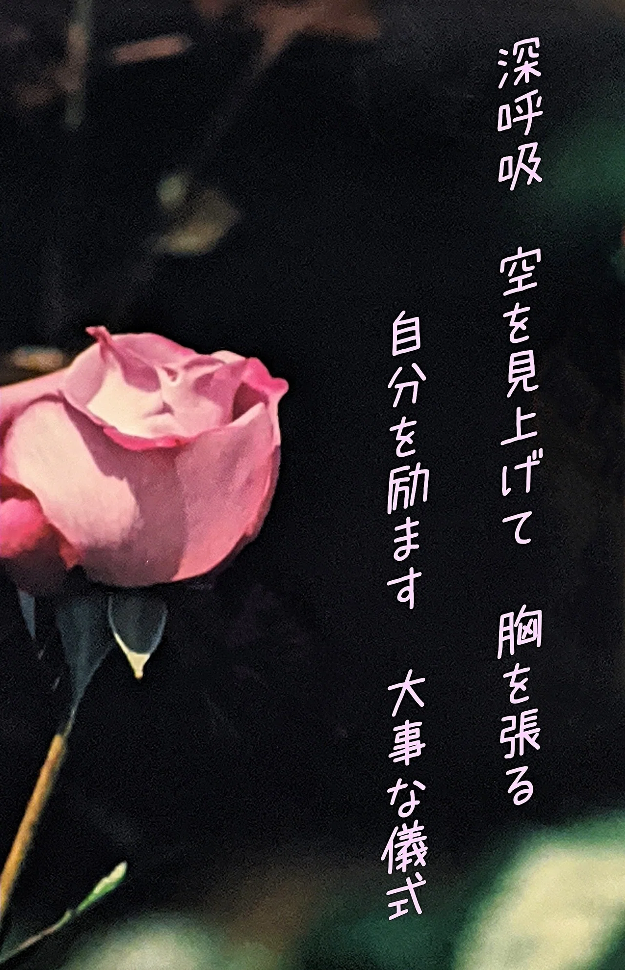 Pinkの薔薇に一首 私の儀式 柘榴 Note