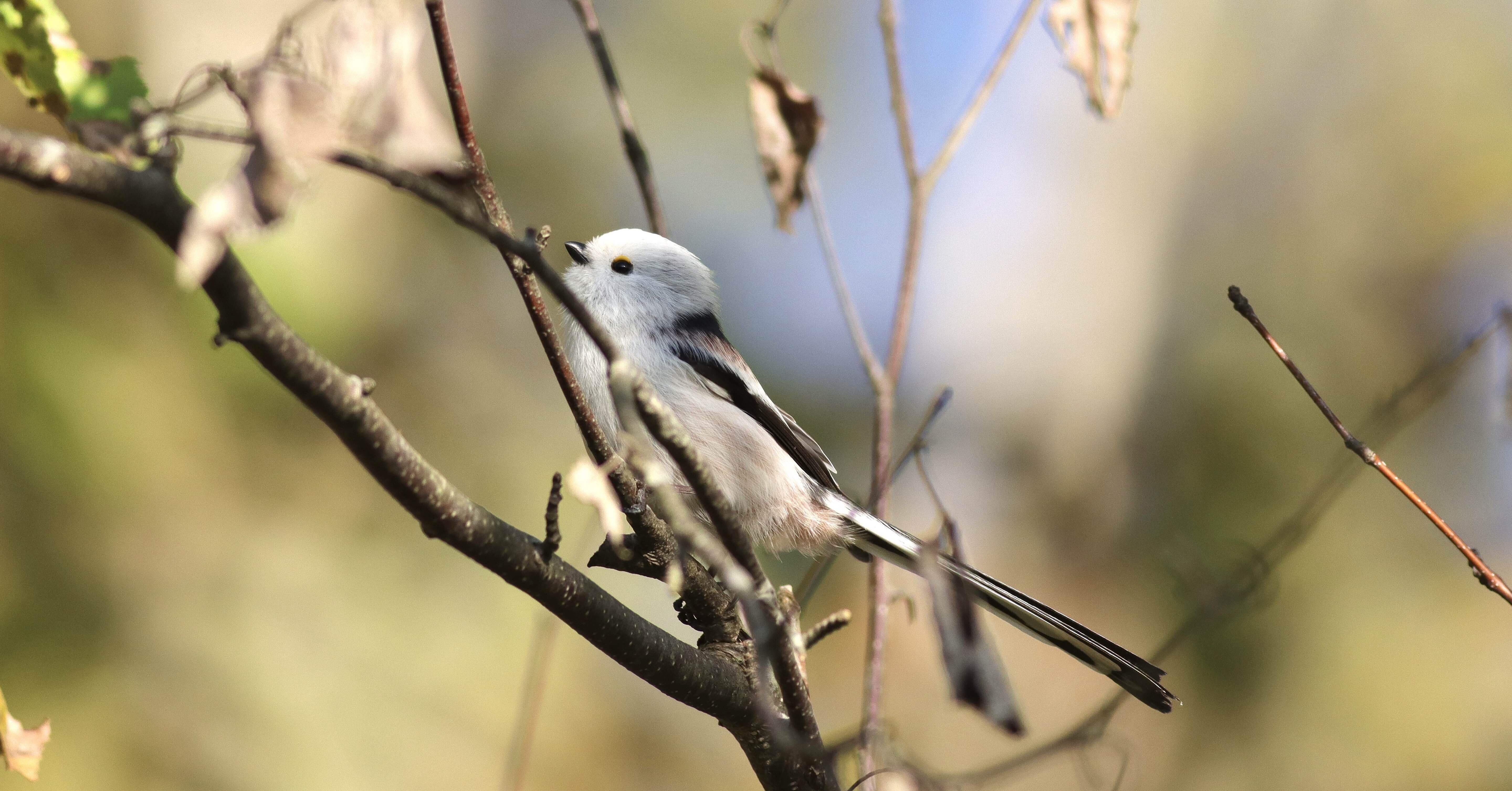 自分とシマエナガ｜Ōsaki