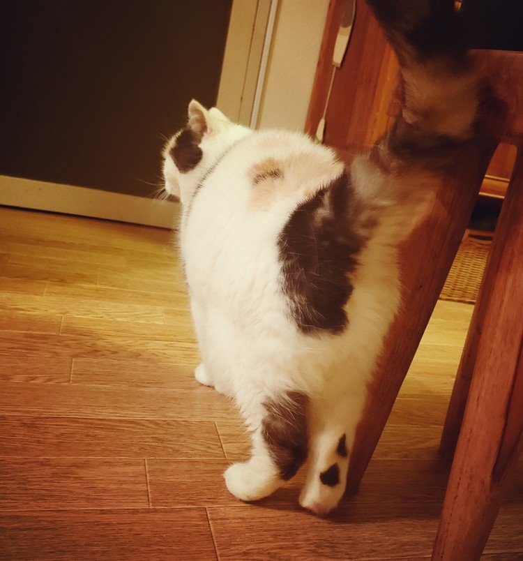 オセロ尻は今日も元気。


#cat #neko #猫 #猫の幸 #猫のいる暮らし #love #moritaMiW #猫の幸犬の麩  
https://Instagram.com/catsachi.dogfu 
http://facebook.com/cat.sachi.2014