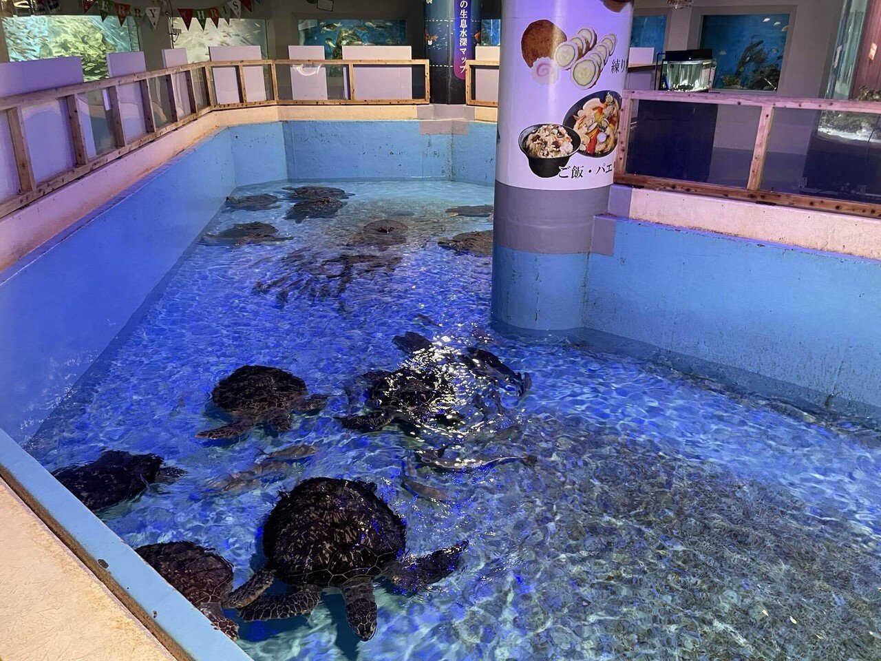 年末大掃除&ウミガメの〇〇！｜桂浜水族館 公式