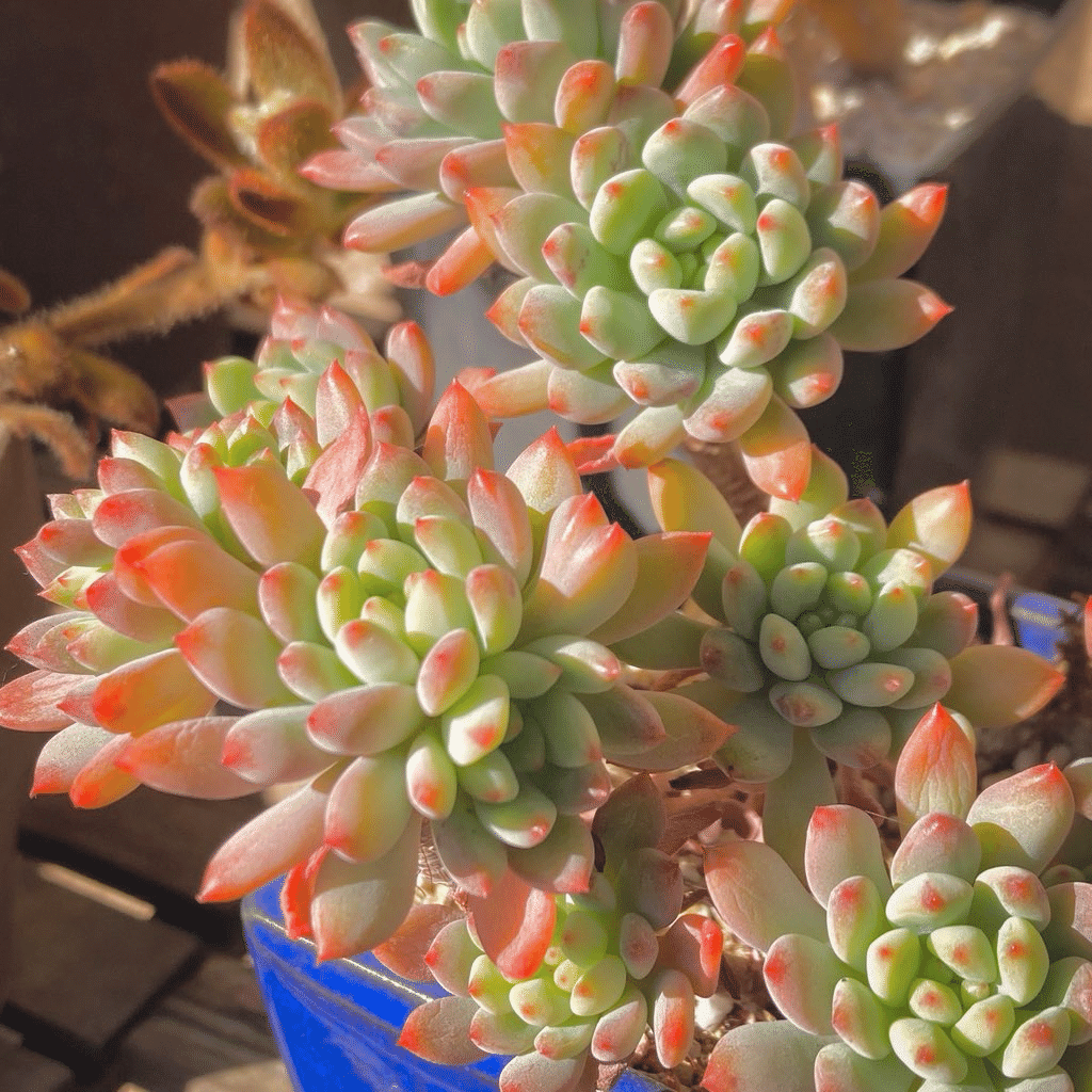 色づいた多肉植物に水をやる。多肉も人も、ただ生きてる。｜やまなみ