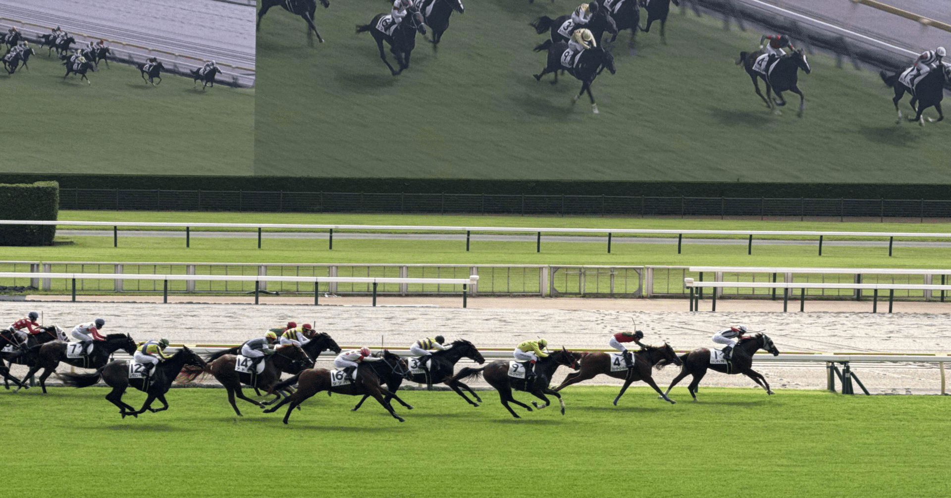 競馬で狙う穴馬必勝法！高配当を引き寄せる資金配分と攻略術｜あんちゃん