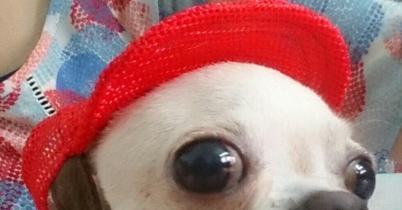 ベトナムの空の下、訳ありな家族と私（１.エイリアン？！：愛犬PINが「居座り」に成功するまで）｜Charmy, image size:1280x670