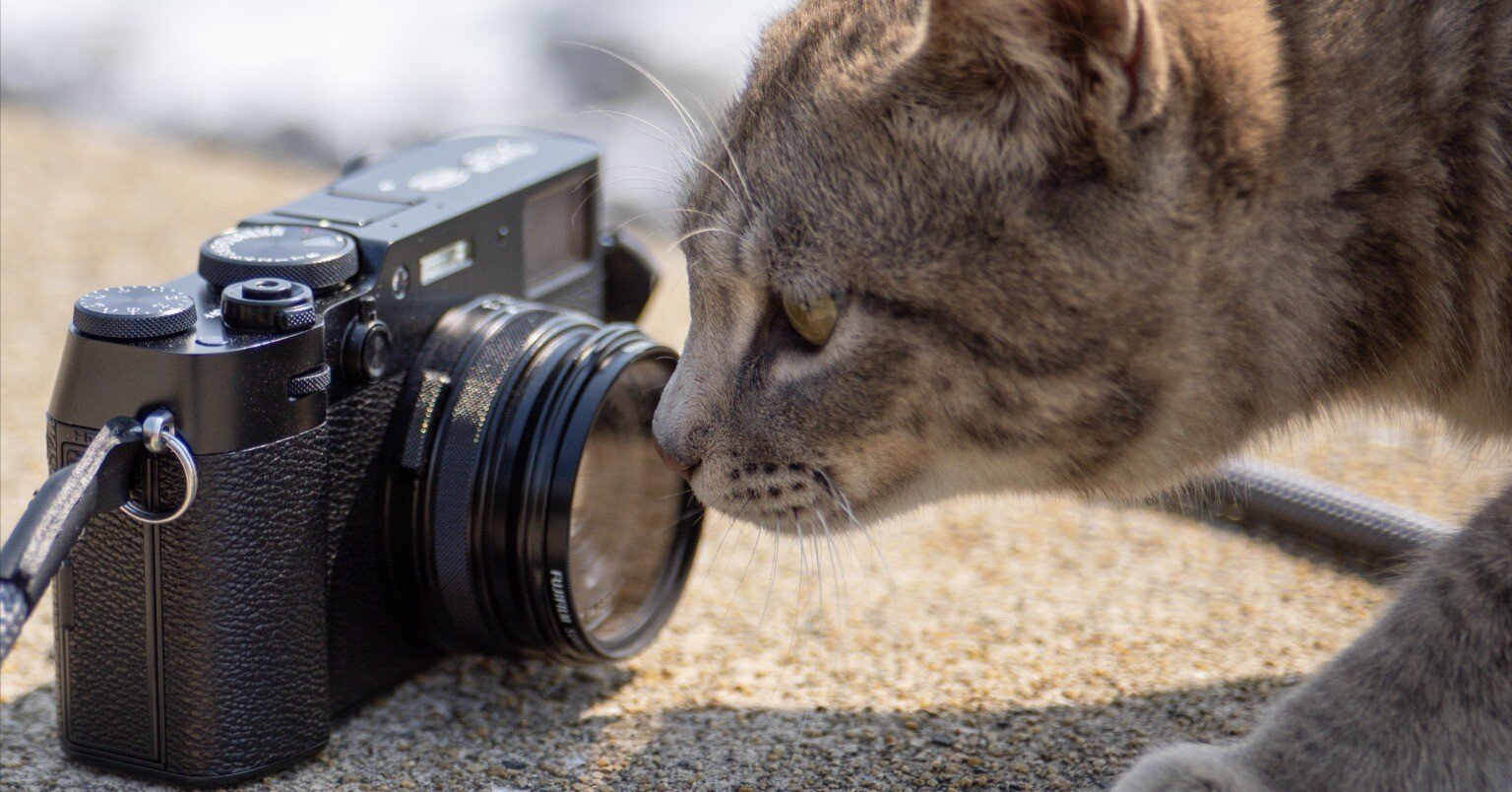 写真撮影します！ 2025年の「自分的」カメラベスト4｜猫写真家 あおいとり