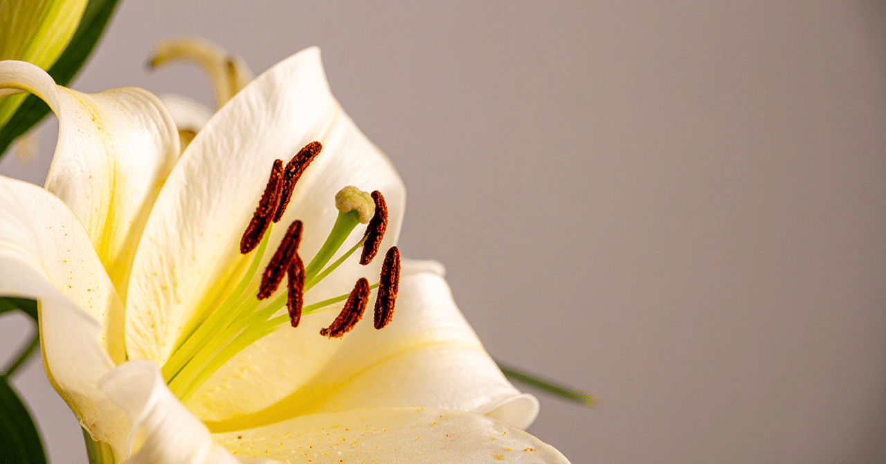 12月21日の誕生花「カサブランカ」｜Ao（アオ）