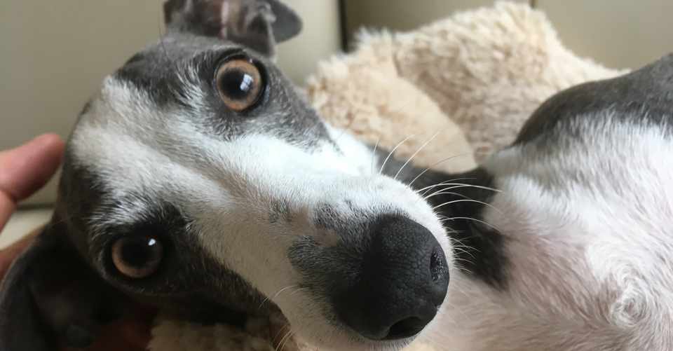イタグレ飼い主のテレワークに潜むギックリ腰の危険性 ぴょん あえり Note