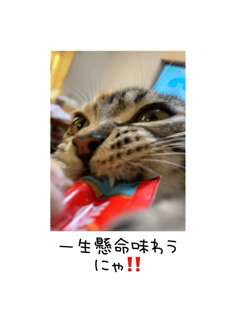 カストゥルバ カストゥルバ カストゥルバ カストゥルバ