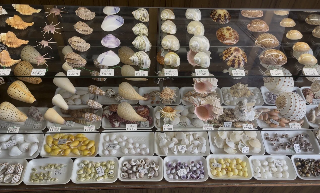 夫婦岩の貝殻屋さん｜カワカミチヒロ