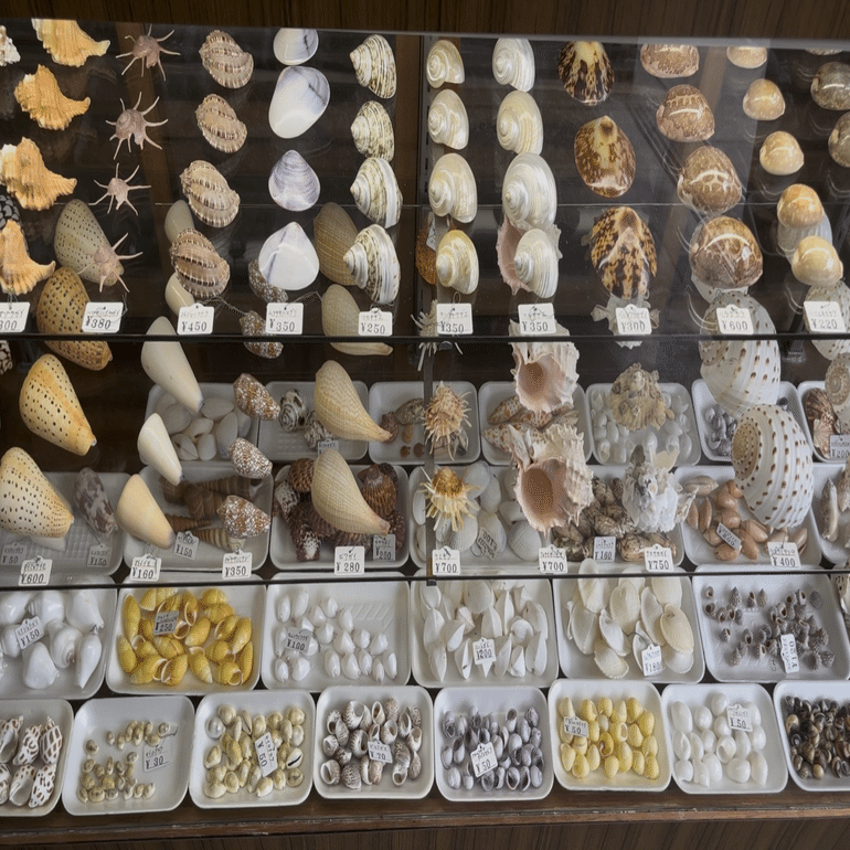 夫婦岩の貝殻屋さん｜カワカミチヒロ