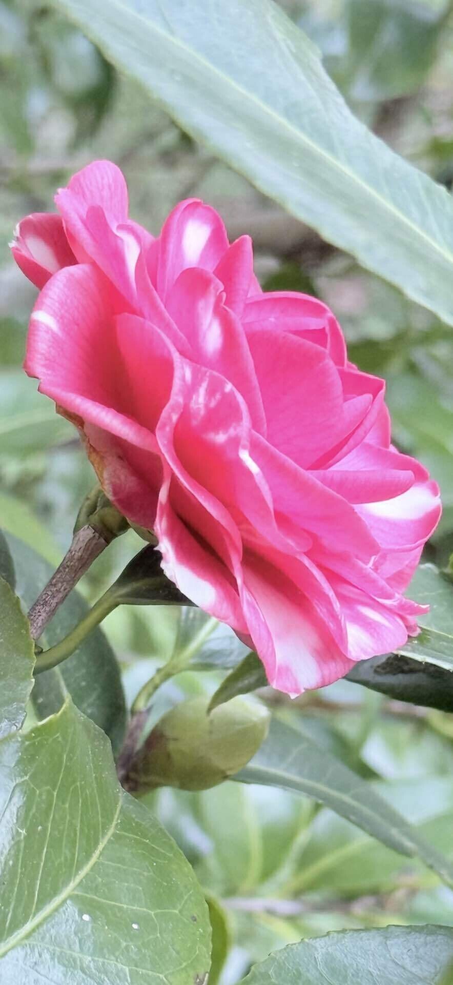 京都府立植物園ツバキコレクション① 菊冬至 キクトウジ｜EGGSEED