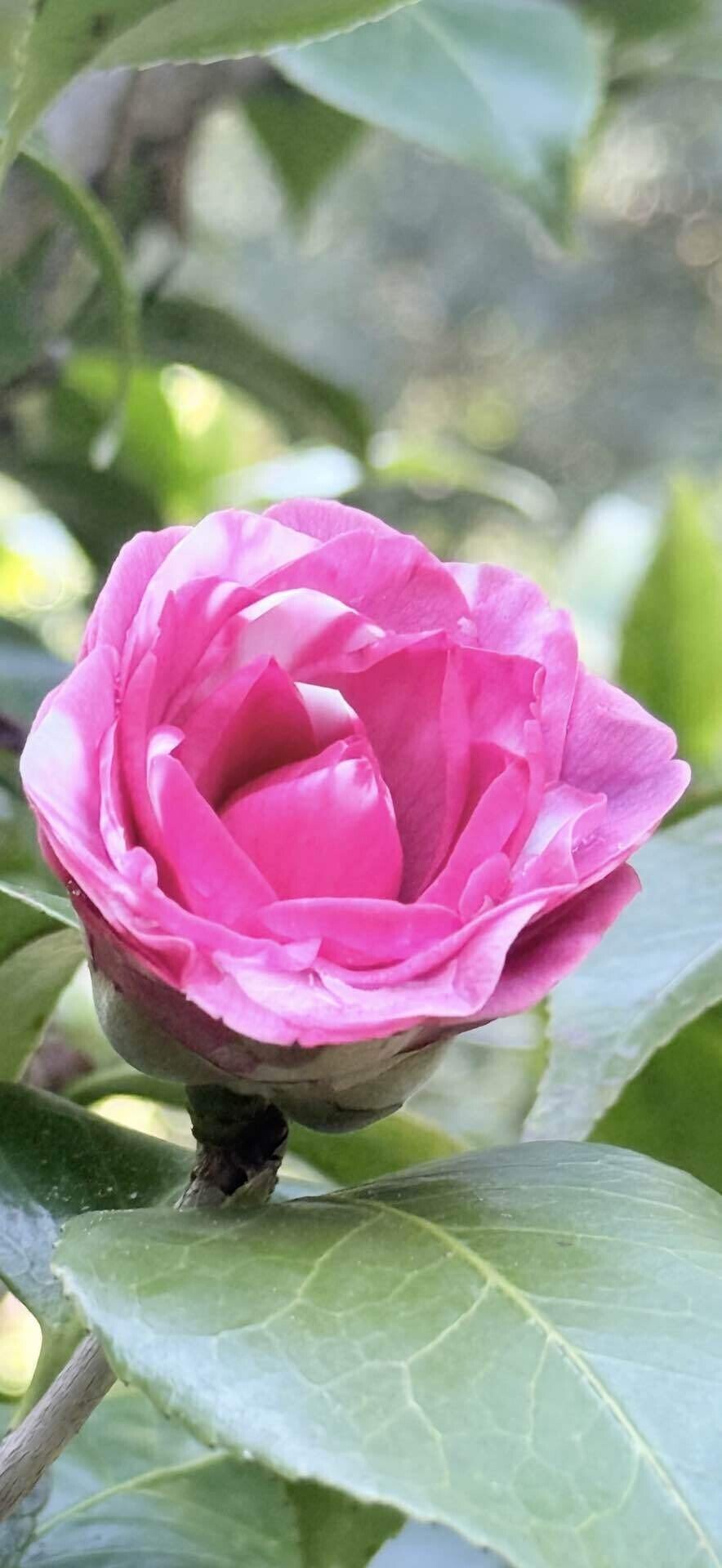 京都府立植物園ツバキコレクション① 菊冬至 キクトウジ｜EGGSEED