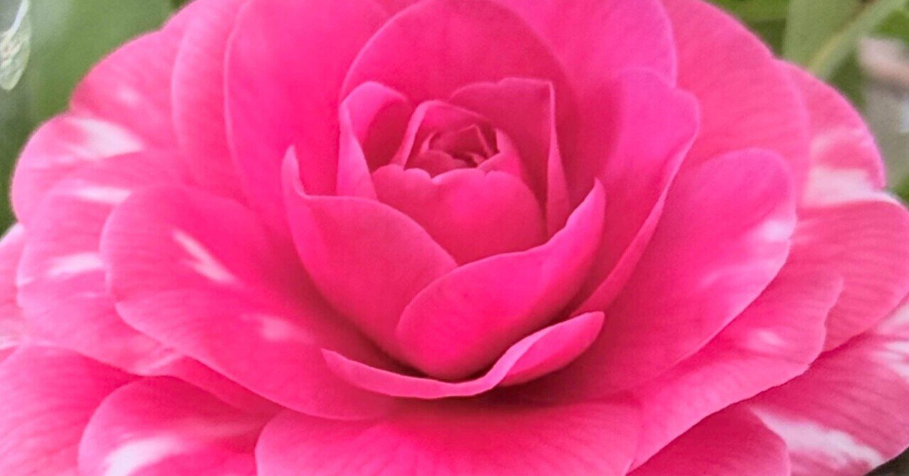 京都府立植物園ツバキコレクション① 菊冬至 キクトウジ｜EGGSEED