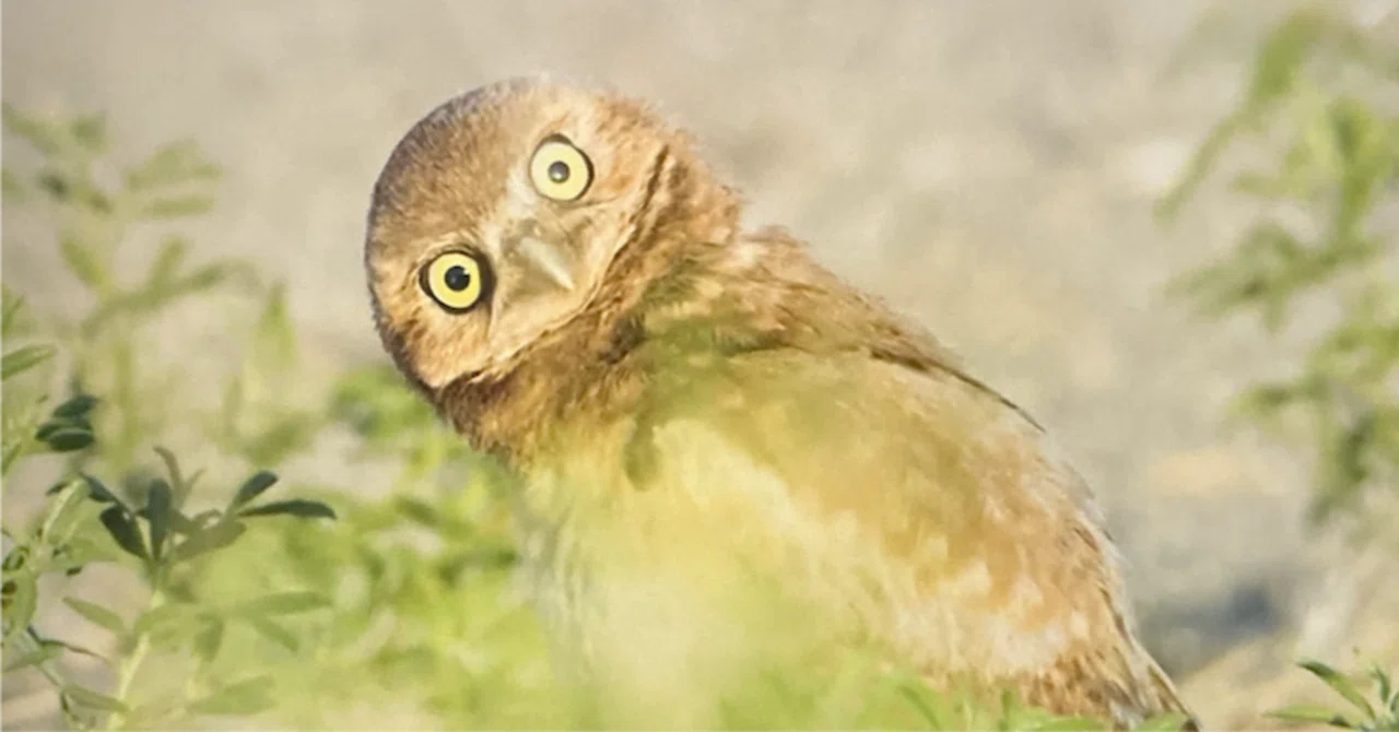 フクロウ なる 鳥