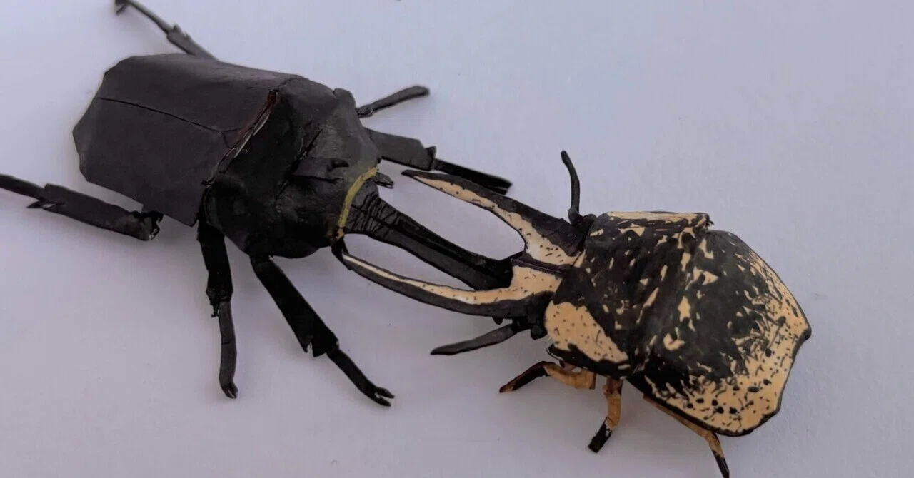 【♂】クワガタマルカメムシ 昆虫標本 ゾウムシ ハムシ フンチュウ タマムシ ペーパーシールドバグズ#30】クワガタマルカメムシ｜ふぇふぇ