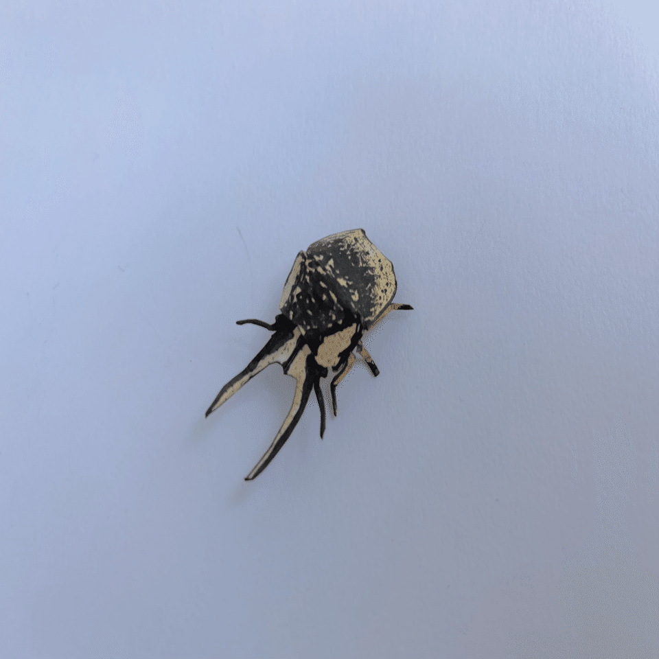 ペーパーシールドバグズ#30】クワガタマルカメムシ｜ふぇふぇ