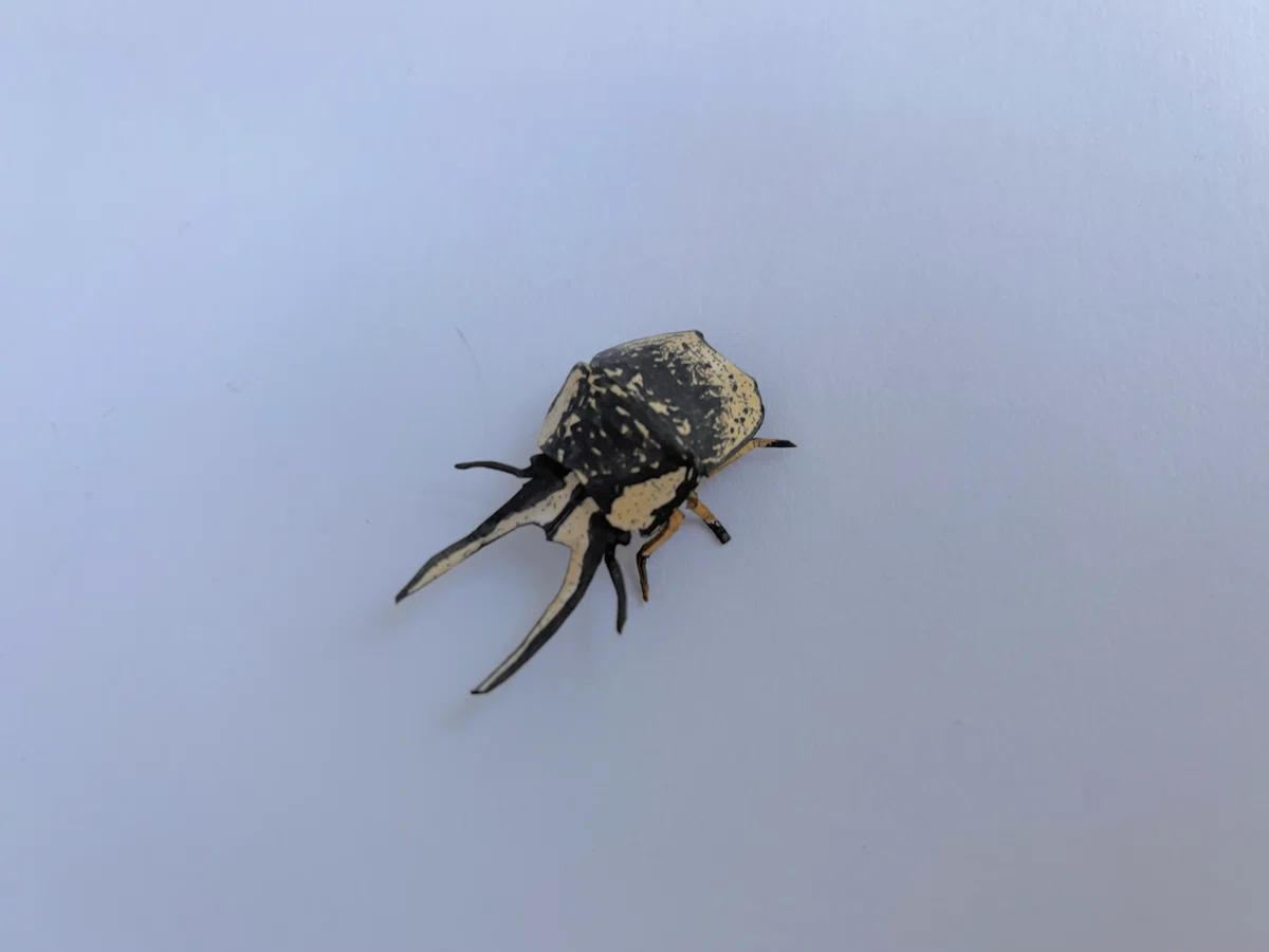 【♂】クワガタマルカメムシ 昆虫標本 ゾウムシ ハムシ フンチュウ タマムシ ペーパーシールドバグズ#30】クワガタマルカメムシ｜ふぇふぇ