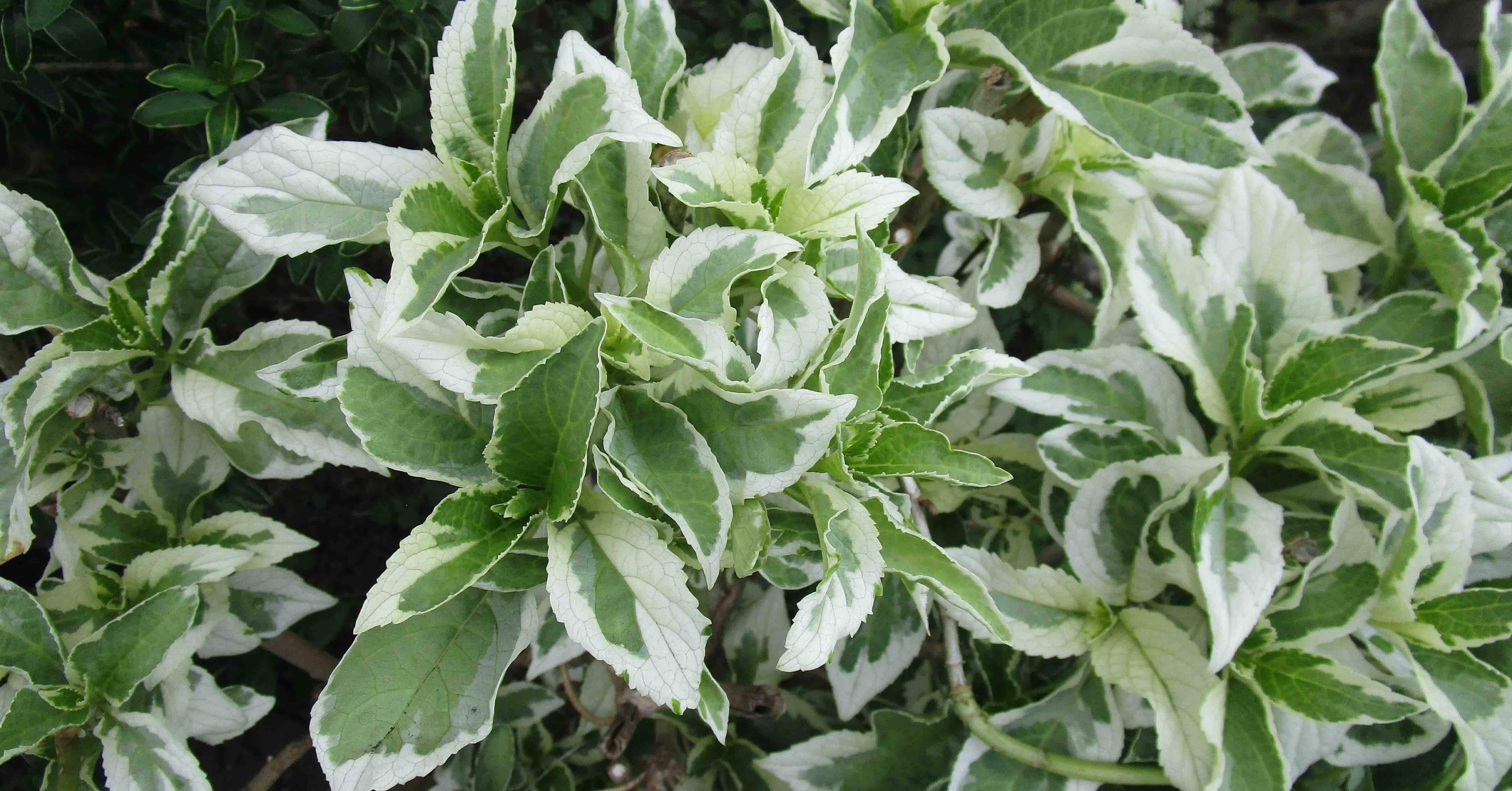 斑入り植物は気難しい？｜🌿ロロ|ハッパ男子&Plants Creator