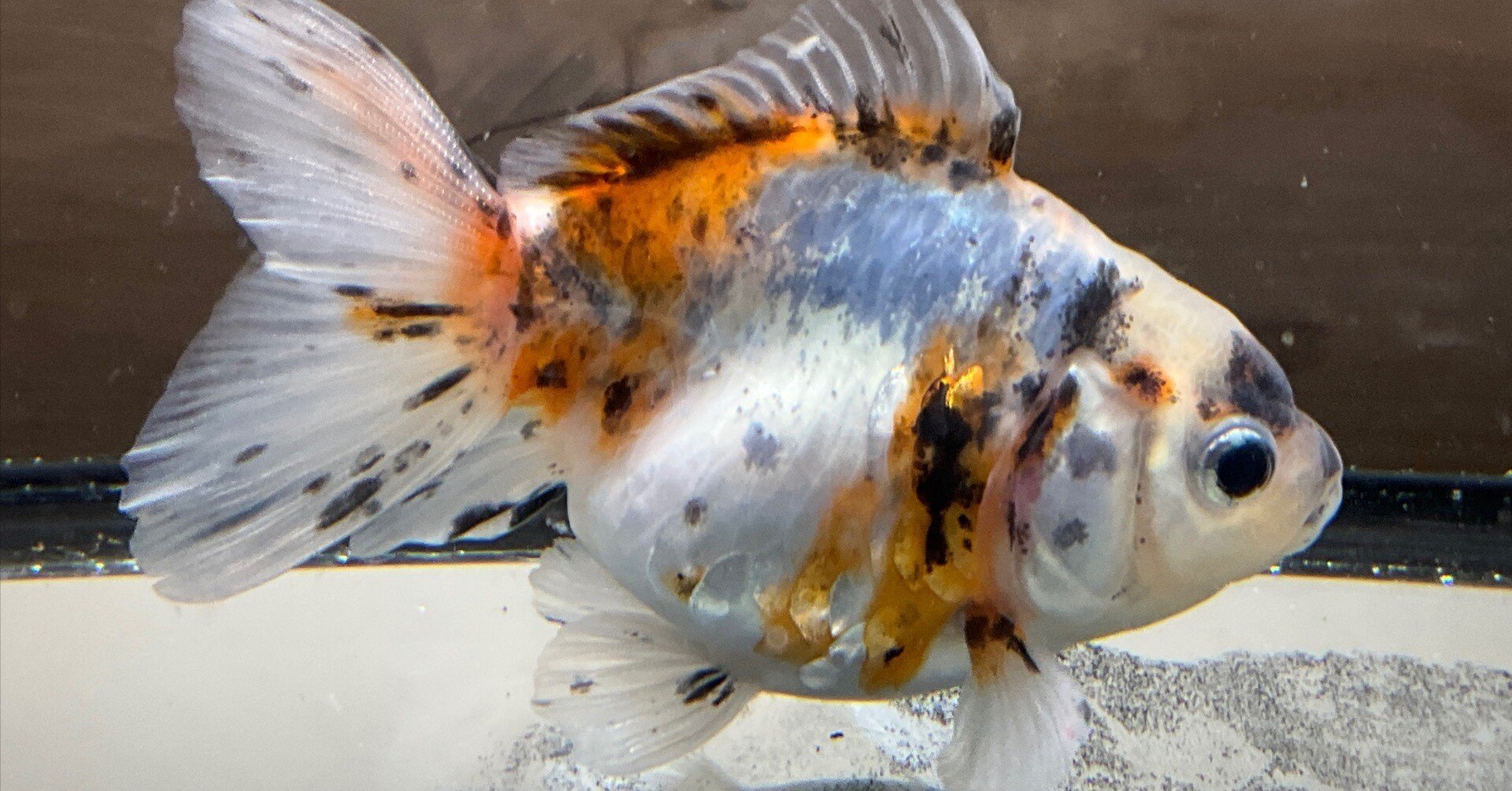 金魚図鑑2025 vol.1 【鱗】｜SAMURAI FARM