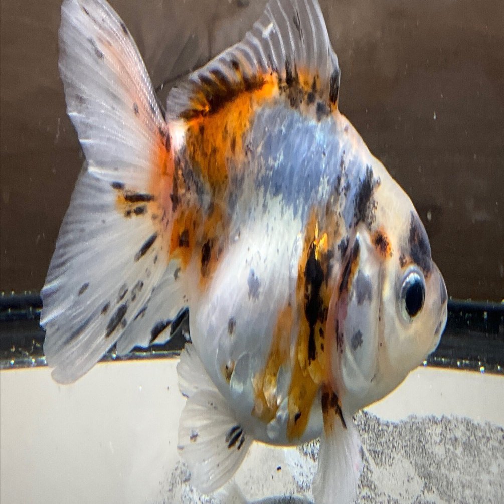 確認用  金魚 金魚図鑑2025 vol.1 【鱗】｜SAMURAI FARM