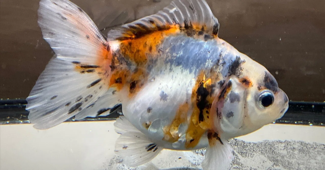 SAMURAI FARM 金魚解説図鑑 vol.1 【鱗】｜SAMURAI FARM
