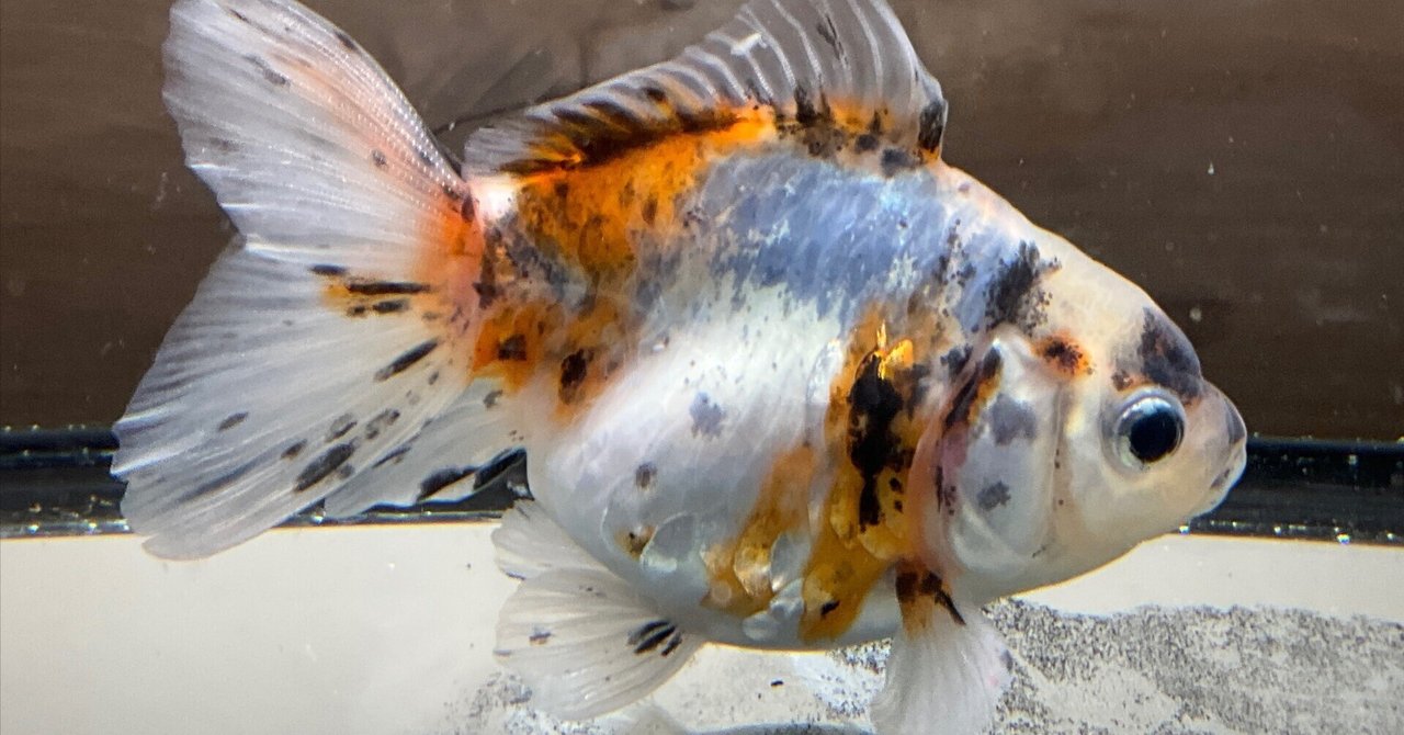 金魚図鑑2025 vol.1 【鱗】｜SAMURAI FARM