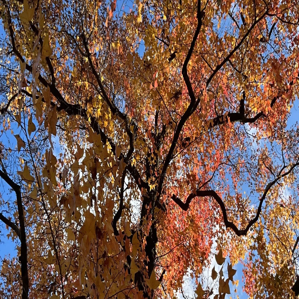 12月20日のフウの紅葉：2025年12月21日（日）｜藤井秀昭（『京都居候