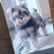 チロ