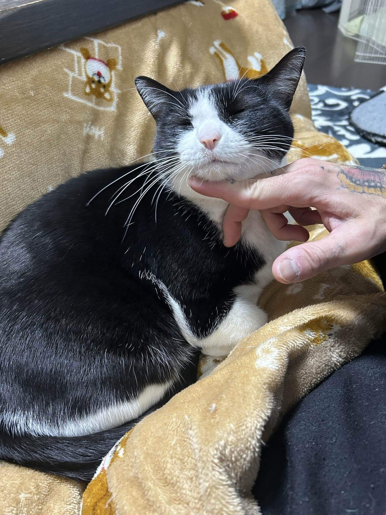 茶々です。 Feel The Pain｜茶々