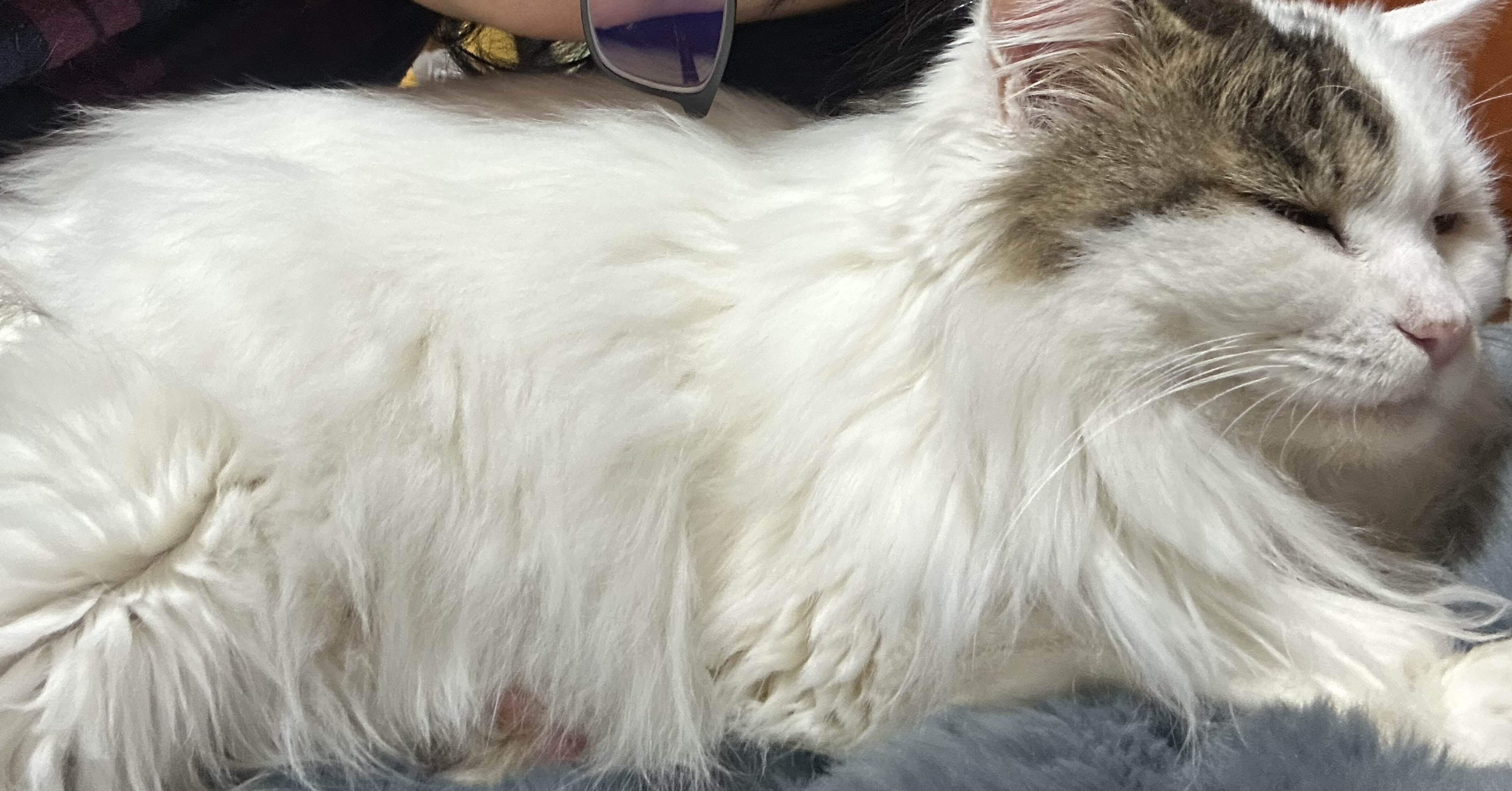 この猫は癒し”と“この猫は鎮静が必要”は別の話──医療用語が含まれている海外スラング｜猫様とごはん