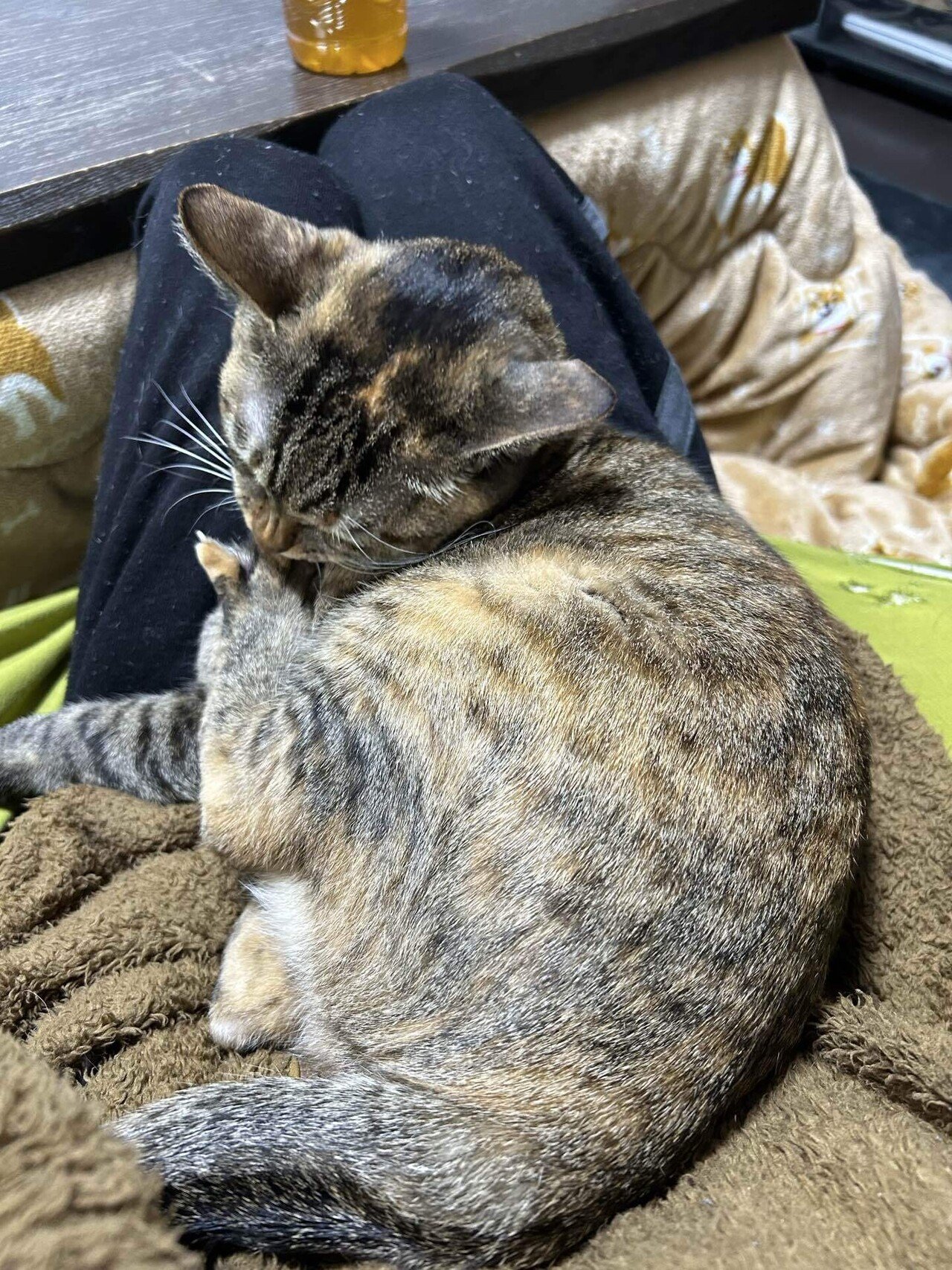 茶々です。 Feel The Pain｜茶々