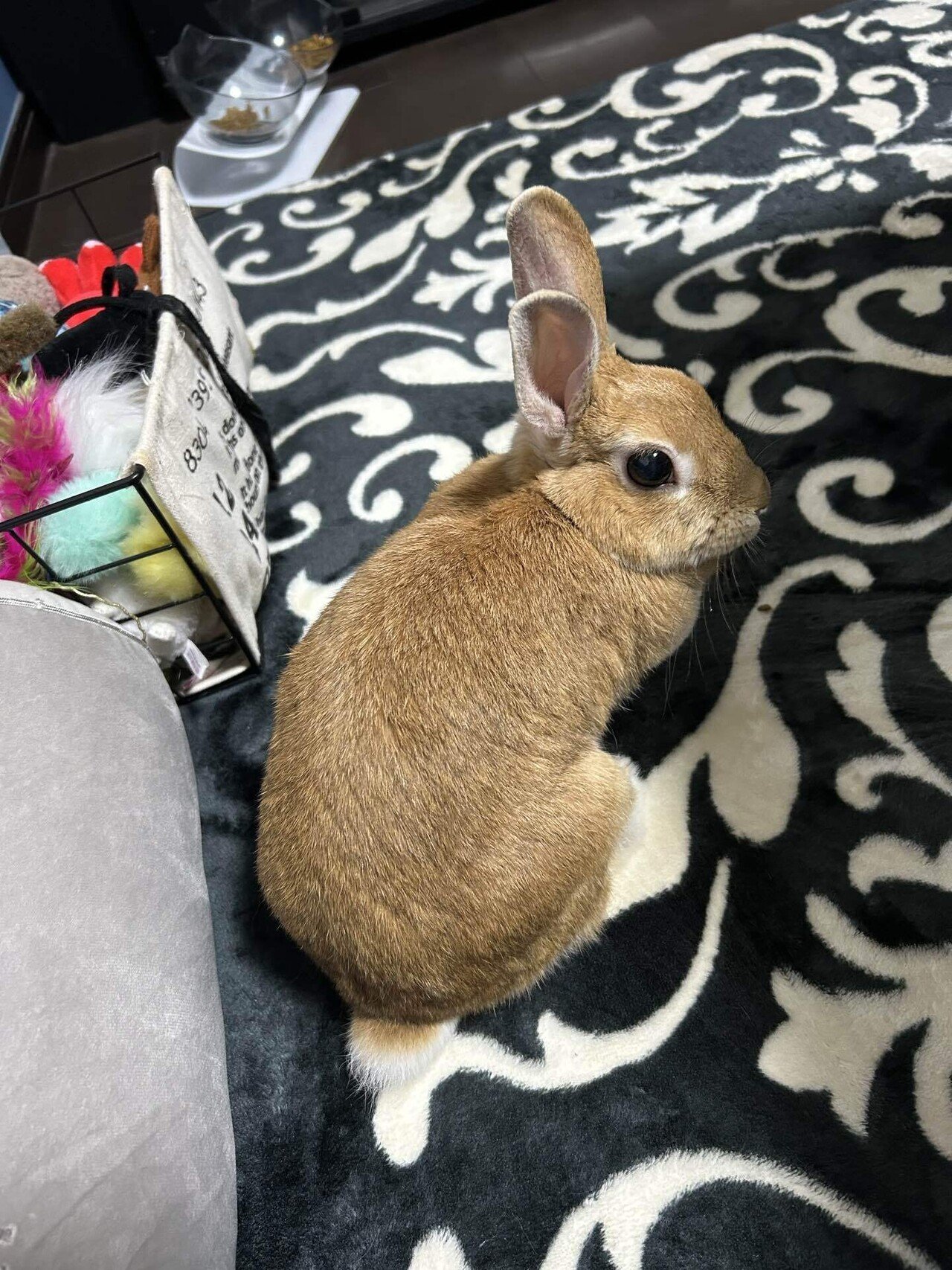 茶々です。 Feel The Pain｜茶々