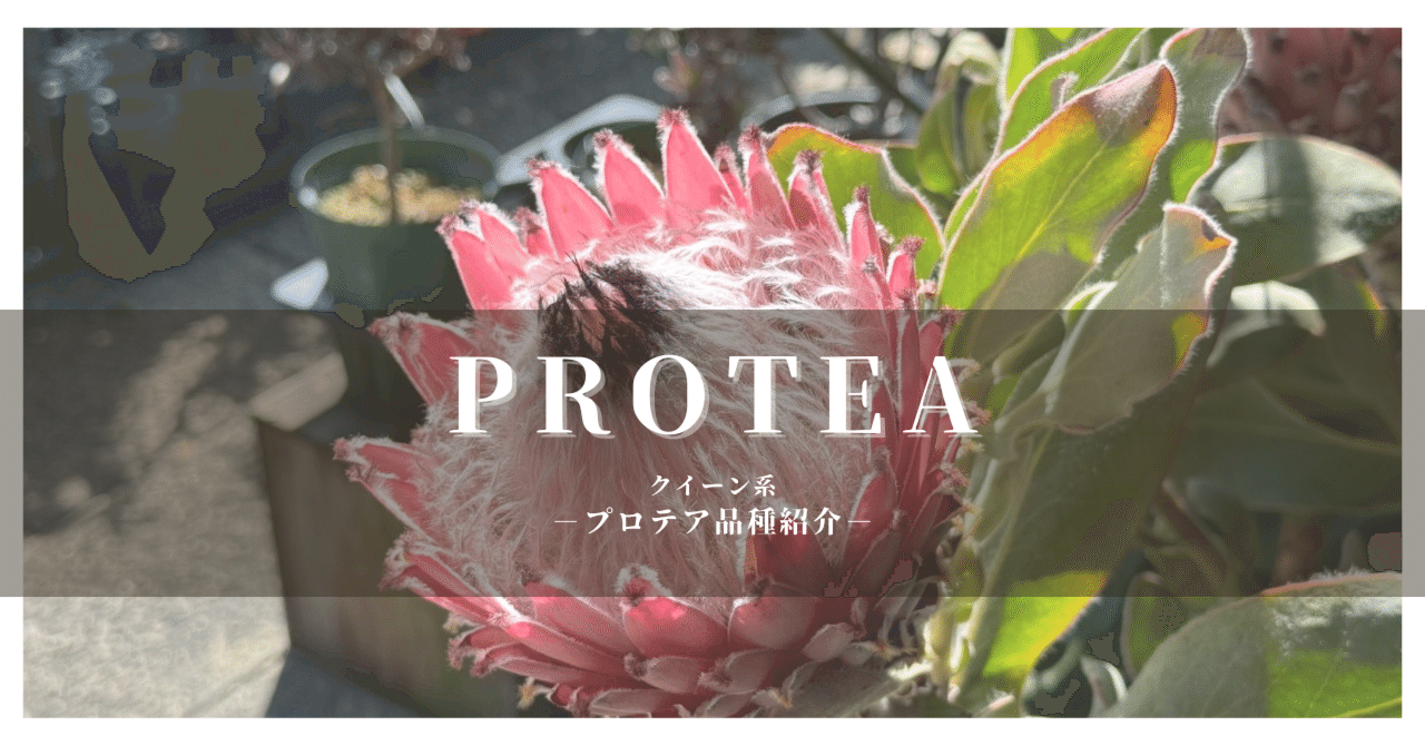 保存版】プロテア品種一覧 - クイーン系 -｜G⁺