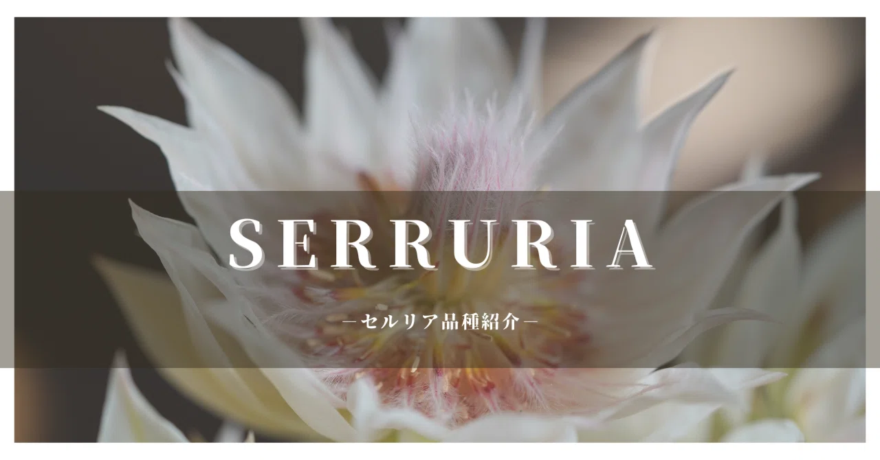 保存版】セルリア品種一覧｜G⁺