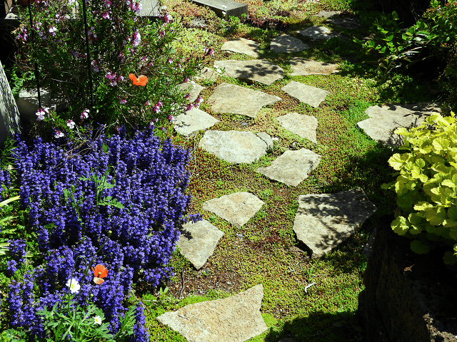 ナガミヒナゲシと庭の花 Kimuko Note
