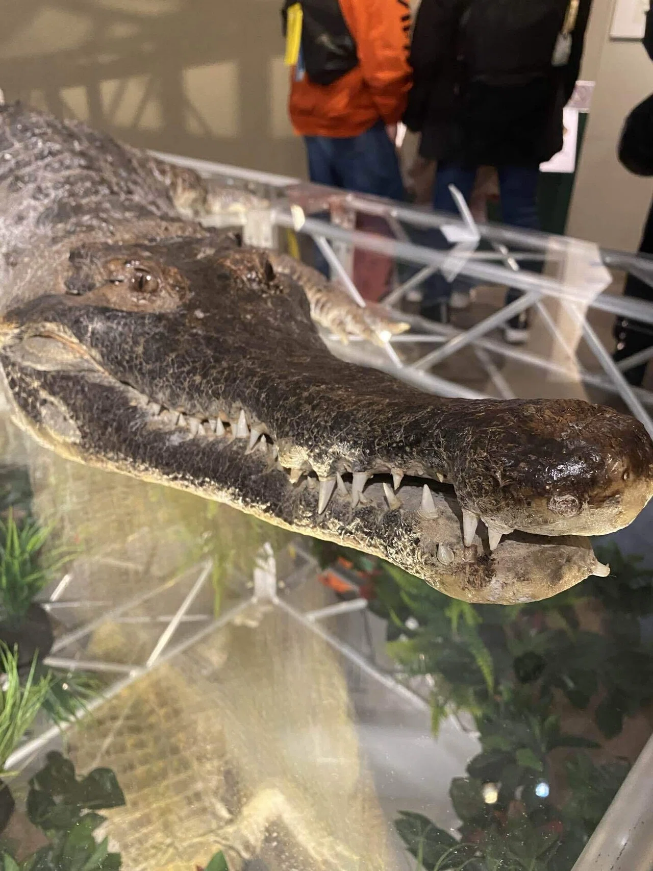 国立科学博物館】ワニ展?｜ゆずる