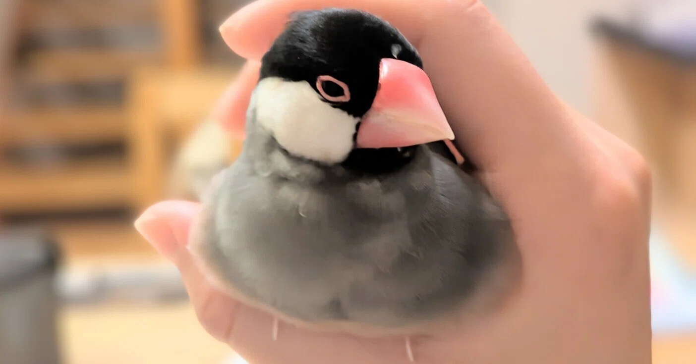 鳥フェス初参戦と、鳥グッズ豊富な300円ショップ🐤✨️おまけグルメ