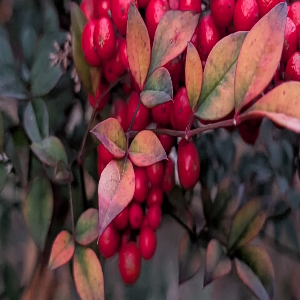 Winter Plants 南天の赤で謹賀新年 ｜annon