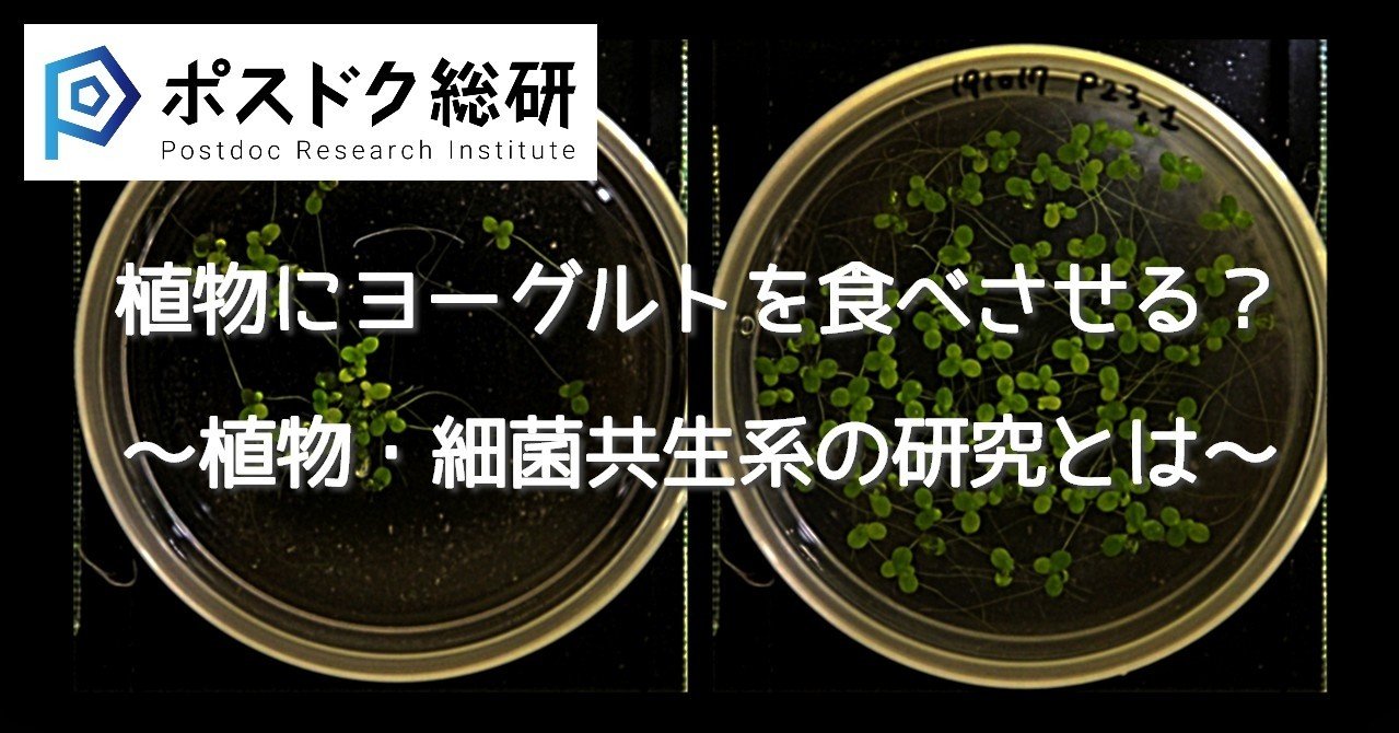 植物にヨーグルトを食べさせる 植物 細菌共生系の研究とは ポスドク総研 アカリク公式note Note